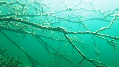 Underwater branches of fallen tree in turquoise water Stock Footage 100093750