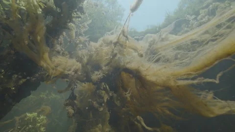 Underwater brown algae float up close in a river current in slow motion Stock Footage 278318258