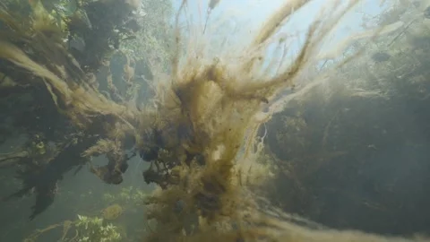Underwater brown algae swaying up close in a river current Stock Footage 278318801