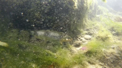 Underwater brown trout Video stock 100591914