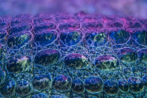 Underwater bubble array, colorful bubbles with green and red reflections, g.. Stock Photos