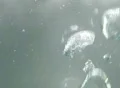 Underwater Bubble Large 01 60sec : VJ Loop Web Footage