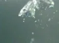 Underwater Bubble Medium 02 : VJ Loop Web Footage