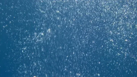 Underwater bubbles on blue water background. Video stock 233052668