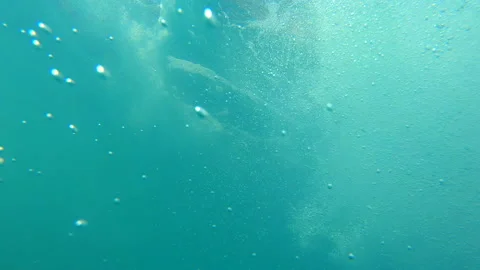 Underwater Bubbles Stock Footage 202082041
