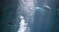 Underwater Bubbles Rising 02 4K 4k or 4k+ Resolution