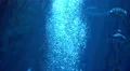 Underwater Bubbles Rising 05 4K 4k or 4k+ Resolution
