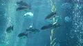 Underwater Bubbles Rising 06 4K 4k or 4k+ Resolution