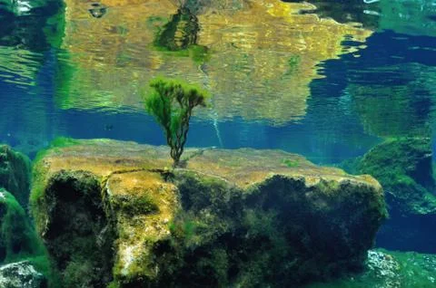 Underwater bush Stock Photos