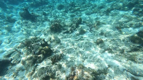 Underwater in BVI Stock Footage 254728115