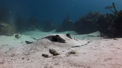Underwater camera captured sea stingray swimming near sea bottom. Video stock 235779660