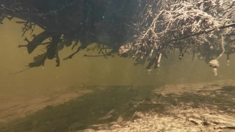 Underwater camera captures wild Creek Chub hiding from sunlight Video stock 344490097