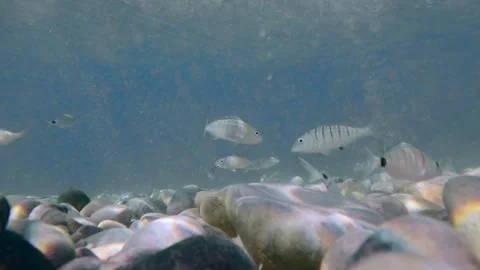Underwater Camera Fish Stock Footage 295238229