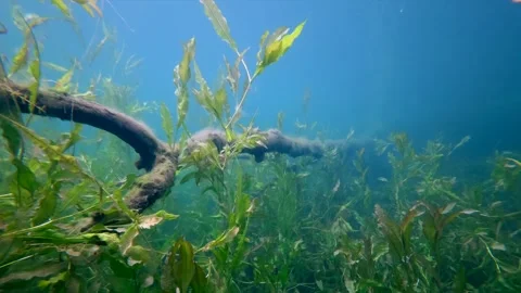 Underwater camera following a submerged tree in a freshwater lake horizontal Stock Footage 344744942