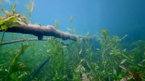 Underwater camera following a submerged tree in a freshwater lake horizontal Stock Footage 344744943