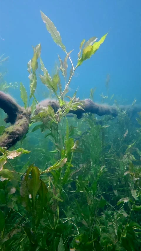 Underwater camera following a submerged tree in a freshwater lake vertical 1 Stock Footage 344744948