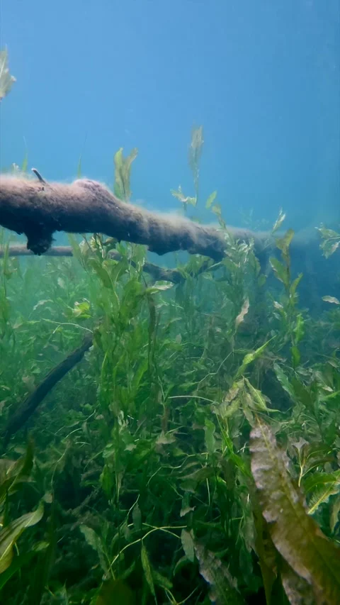 Underwater camera following a submerged tree in a freshwater lake vertical 2 Stock Footage 344744965