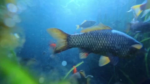 Underwater camera glides through dense aquatic plants 스톡 동영상 310741727