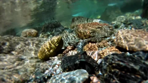 Underwater camera in mountain stream Видео 34366387