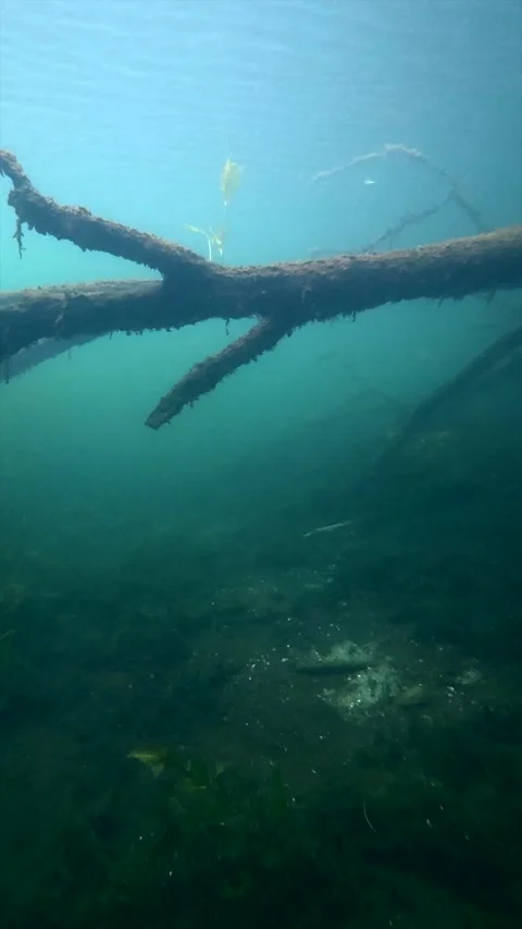 Underwater camera movement toward a submerged tree in freshwater lake vertica Stock Footage 344687358