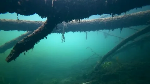 Underwater camera moving beneath a submerged tree in freshwater lake horizont Stock Footage 344687890