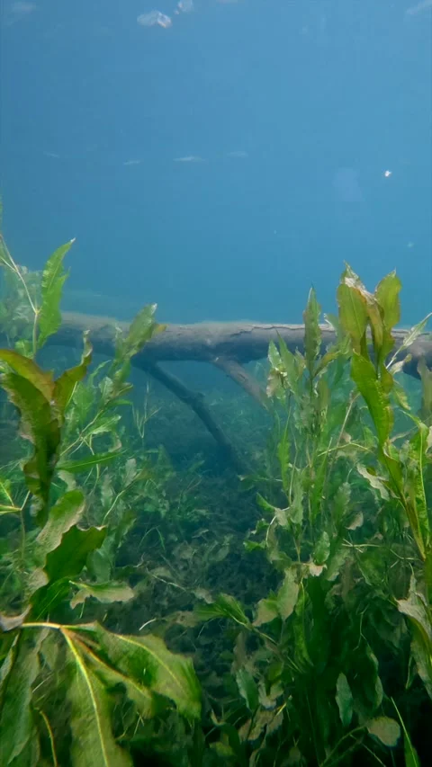 Underwater camera moving through grass toward a fallen tree vertical Stock Footage 344744365