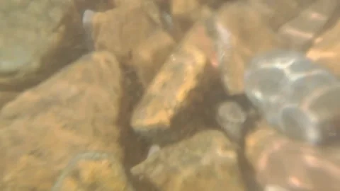 Underwater camera shot sea bottom pebbles Stock Footage 340471002
