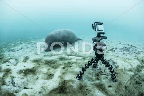 Underwater Camera On Tripod Filming Sleeping Manatee, Sian Kaan Biosphere