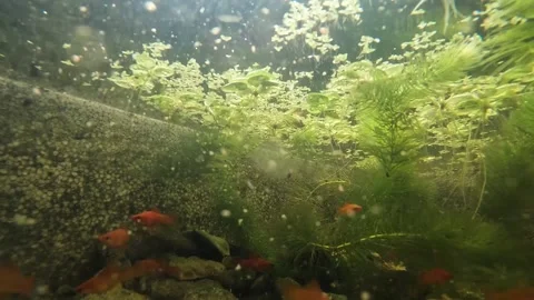 Underwater cameras. Stock Footage 272710146