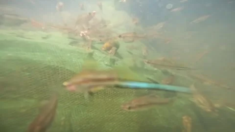 Underwater cameras. Stock Footage 272710147