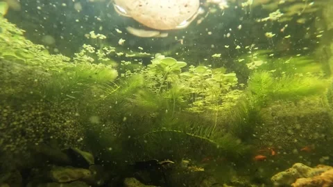 Underwater cameras. Stock Footage 272710148