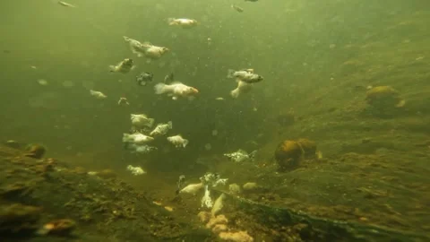 Underwater cameras. Stock Footage 272710324