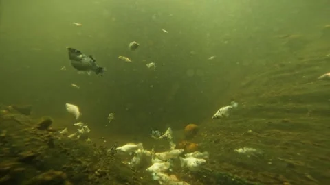 Underwater cameras. Stock Footage 272710417