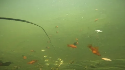 Underwater cameras. Stock Footage 272710487