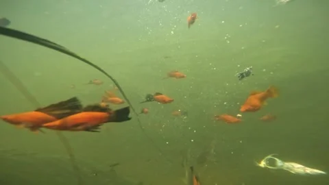 Underwater cameras. Stock Footage 272710508