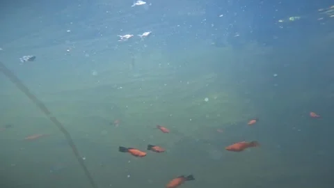 Underwater cameras. Stock Footage 272710586