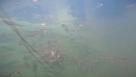 Underwater cameras. Stock Footage 272710656