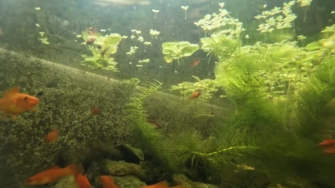 Underwater cameras. Stock Footage 272710688