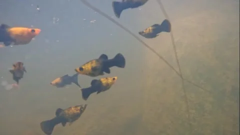 Underwater cameras. Stock Footage 272771400