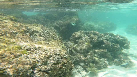Underwater Caribbean ocean fish Video stock 162190287
