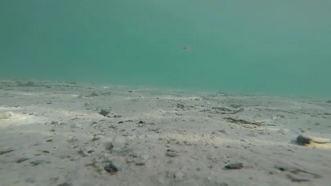 Underwater in Caribbean Ocean Stock Footage 100133253