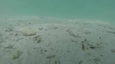 Underwater in Caribbean Ocean Stock Footage 100133299