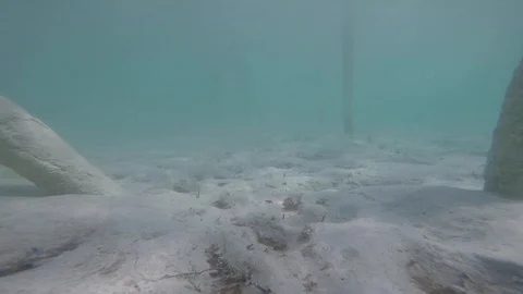 Underwater in Caribbean Ocean Stock Footage 100133335