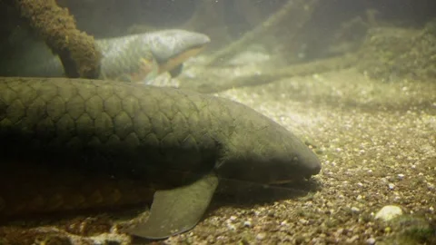 Underwater carnivore fish displaying its fin and tail in a tank of water Stock Footage 273353308