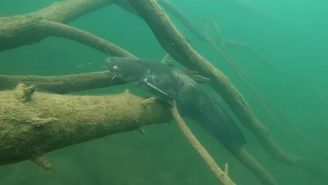 Underwater catfish, silurus glanis 動画素材 101228129