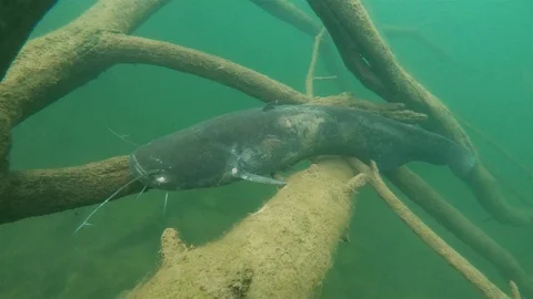 Underwater catfish, silurus glanis Video stock 101228134