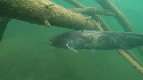 Underwater catfish, silurus glanis Video stock 101228137