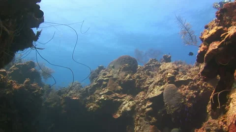 An underwater cave and divers exploring underwater world. Stock Footage 235513895