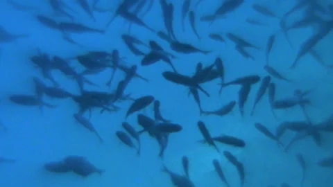 Underwater Cave Stock Footage 327590092