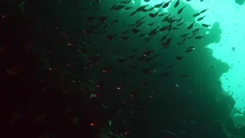 Underwater Cave with School of Fish and Sunbeams Stock Footage 316580419